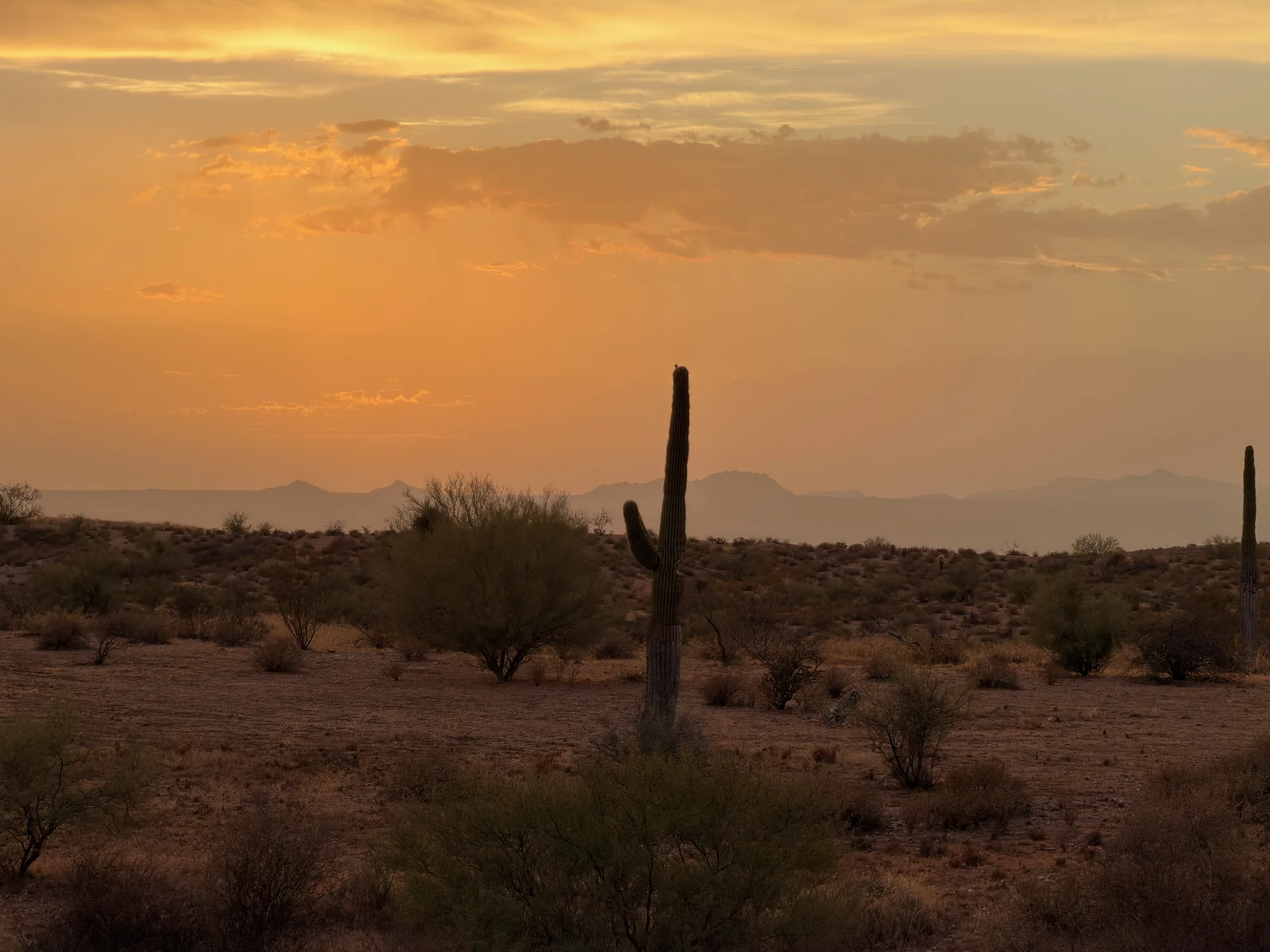 A saguaro cactus with layered mountain ranges at sunset on a Scottsdale desert tour