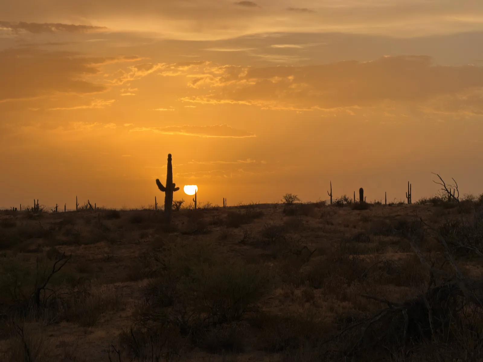 The Sonoran Desert sun setting behind a saguaro cactus near Scottsdale